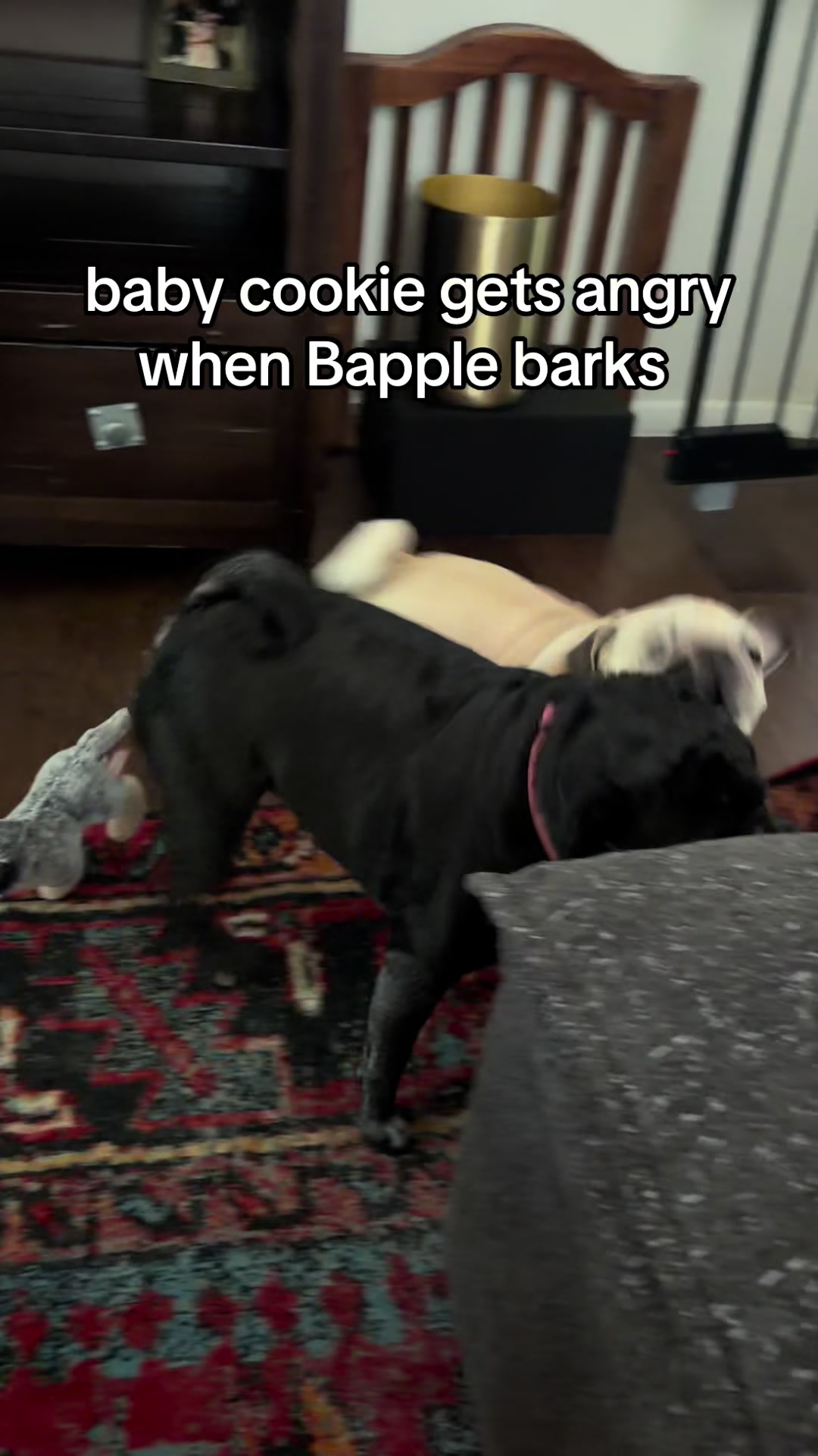 @babycookie