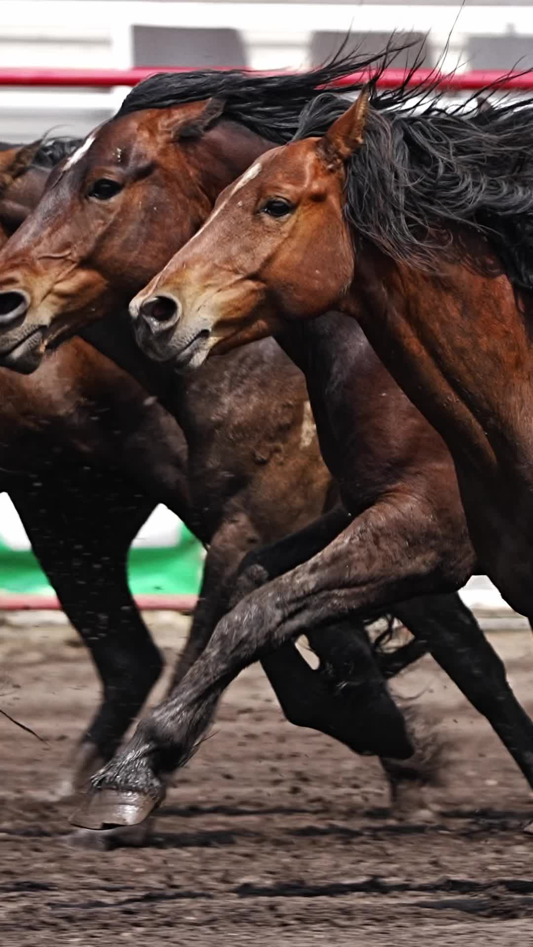 @Hanginghorses