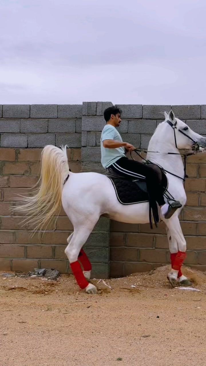 @عامر الشمري🐎