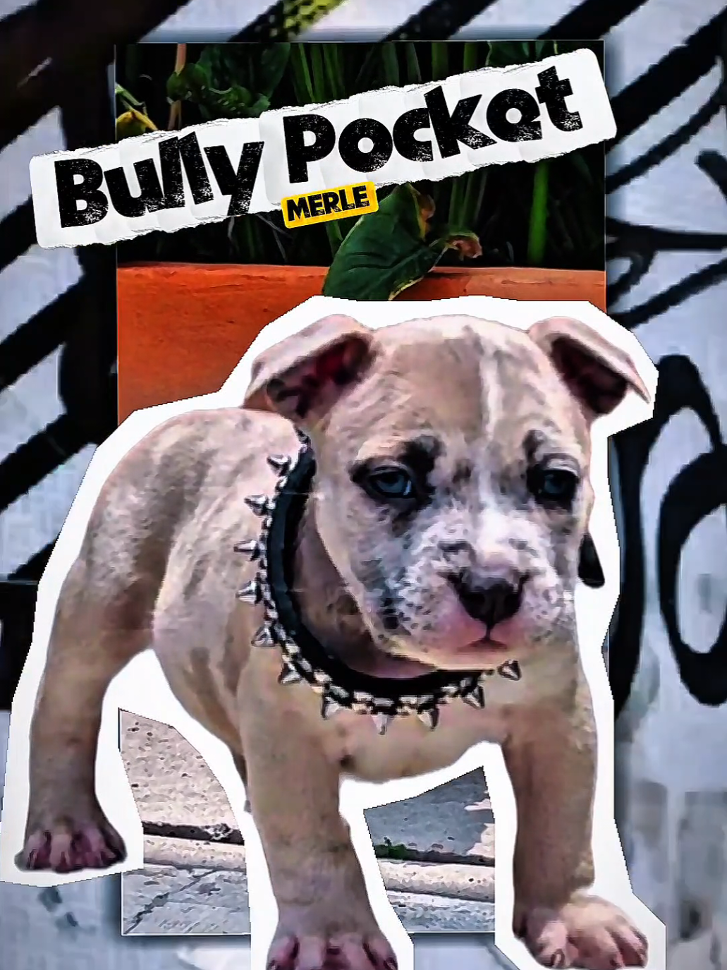 @GALVAN BULLY KENNEL OFFICIAL