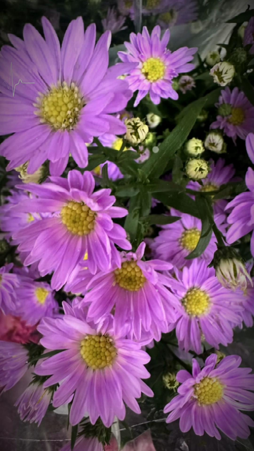 @𝑻𝒂̂𝒏 𝑻𝒉𝒊