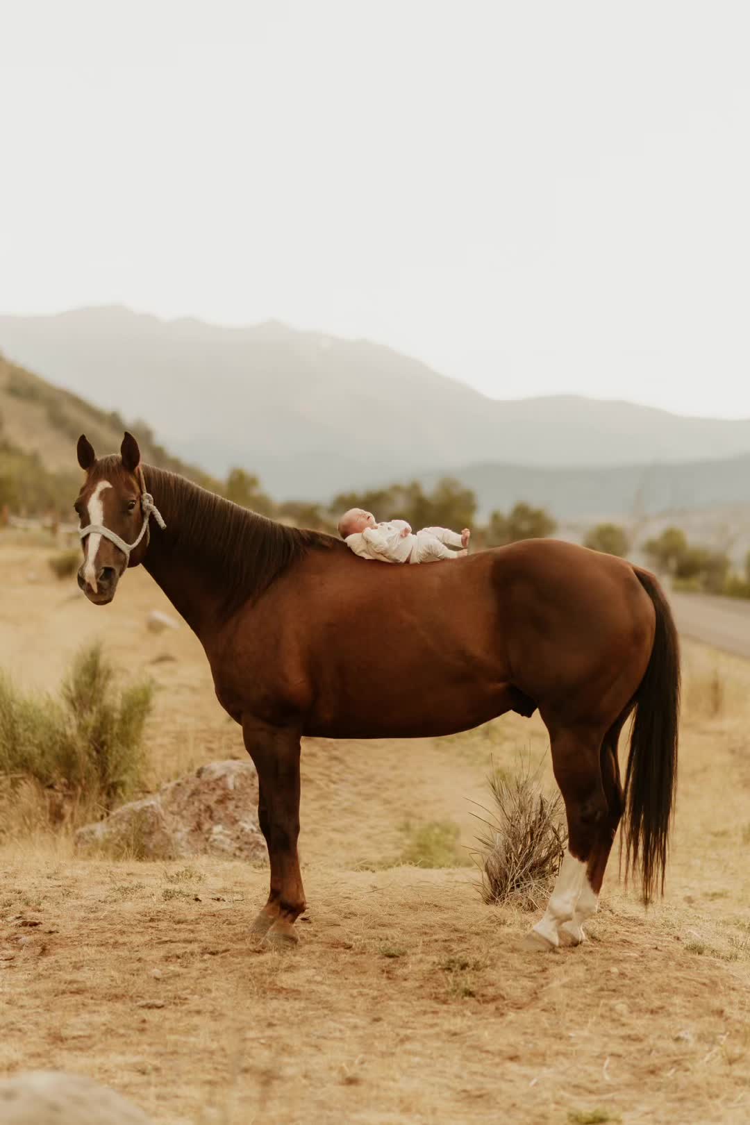 @Laini Edwards | Lone Star Lane