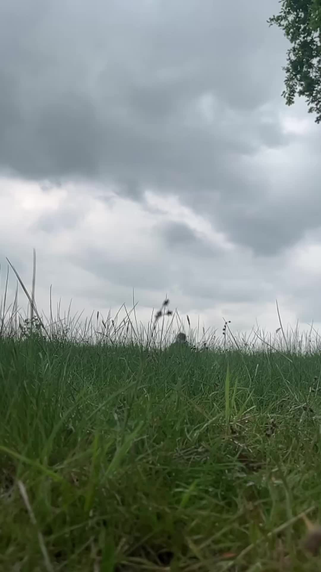 @⸝⸝⸝ ɗ⍺ȵƙ᥉ 🪽ׅ ✧