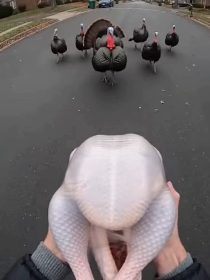 @aivideosdaily1231