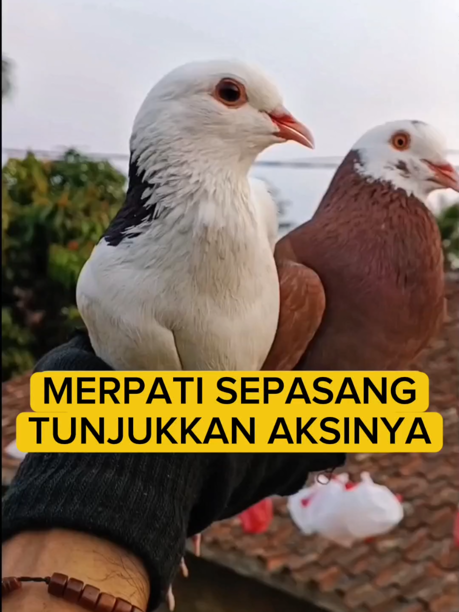 @BANG LEYON