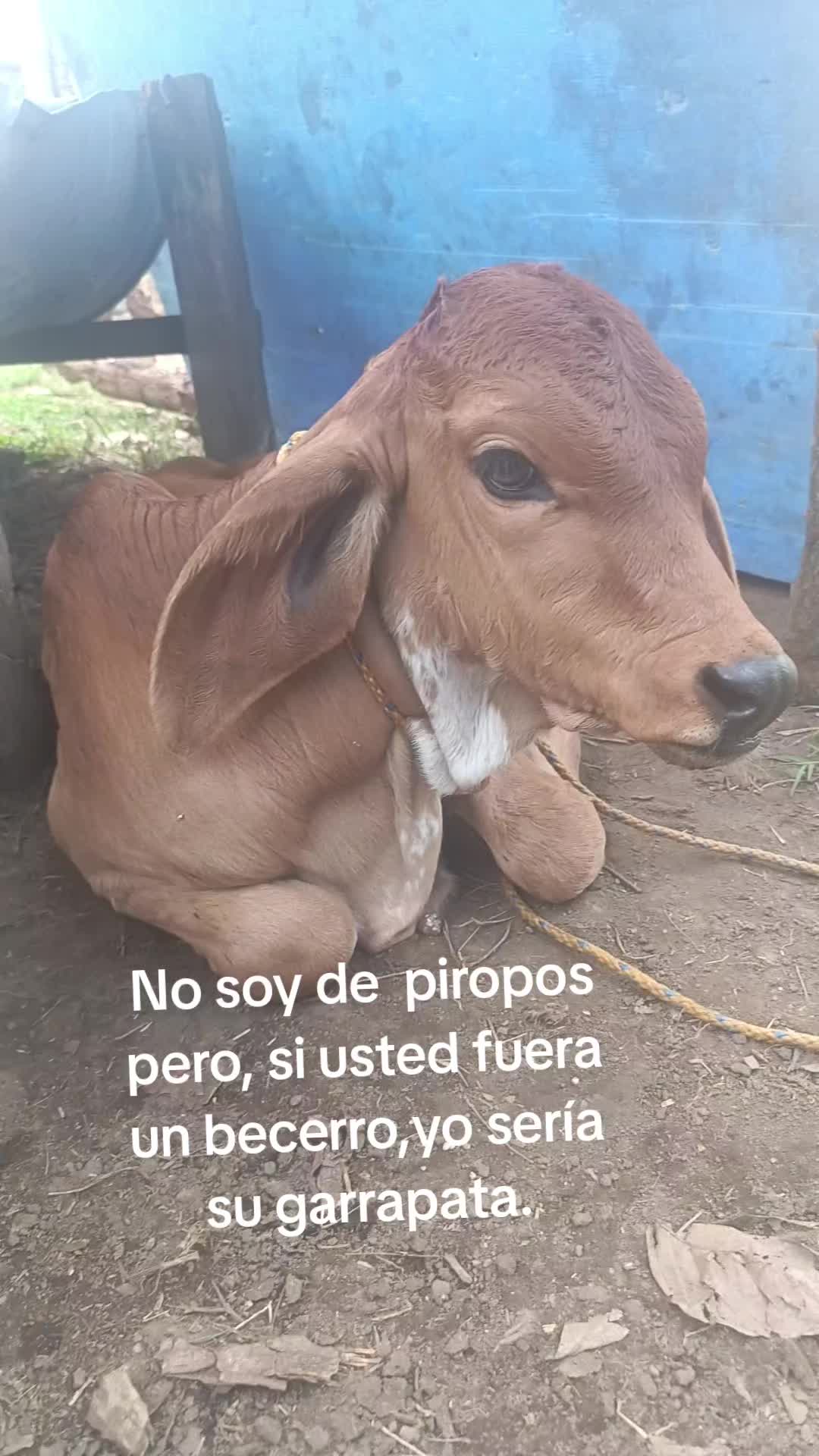 @Alexandra Monzon