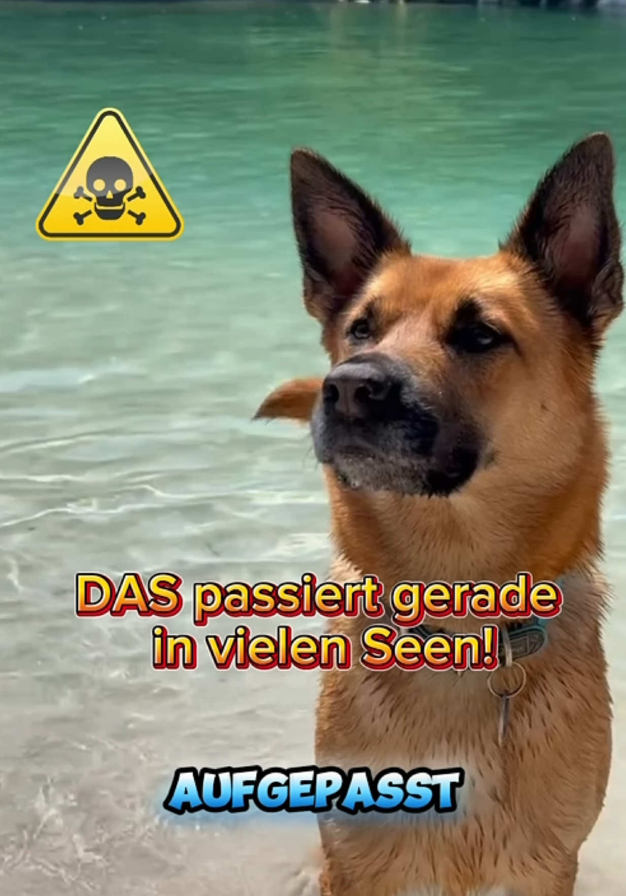 @INSAbenteuerHund