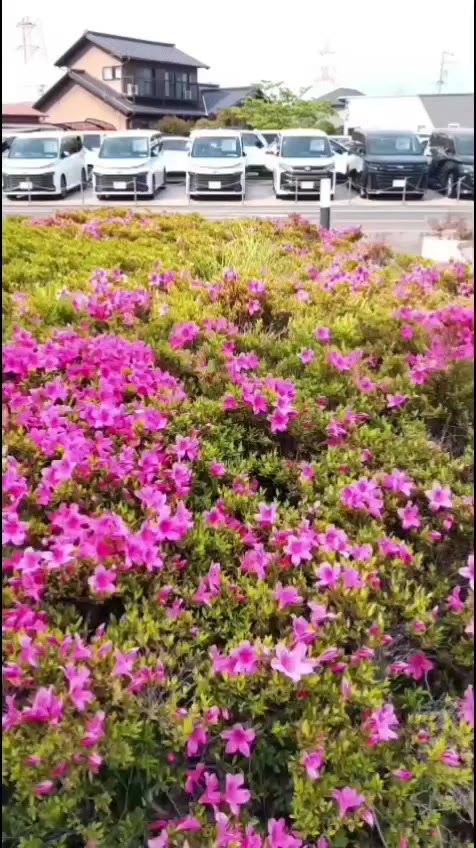 @🇧🇷🥀🐆 Rose🐆🥀🇯🇵