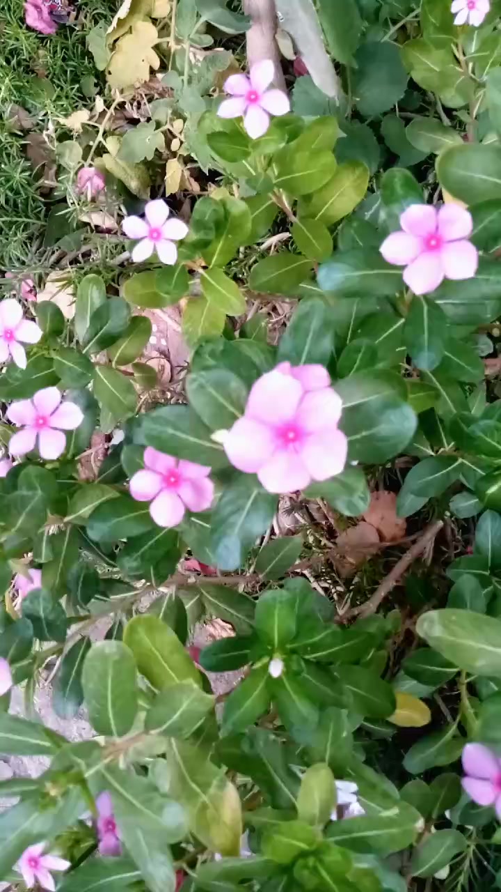 @ֆʏɛɖ զǟʏօօʍ ʝɨʟʟǟռɨ 🇧🇫