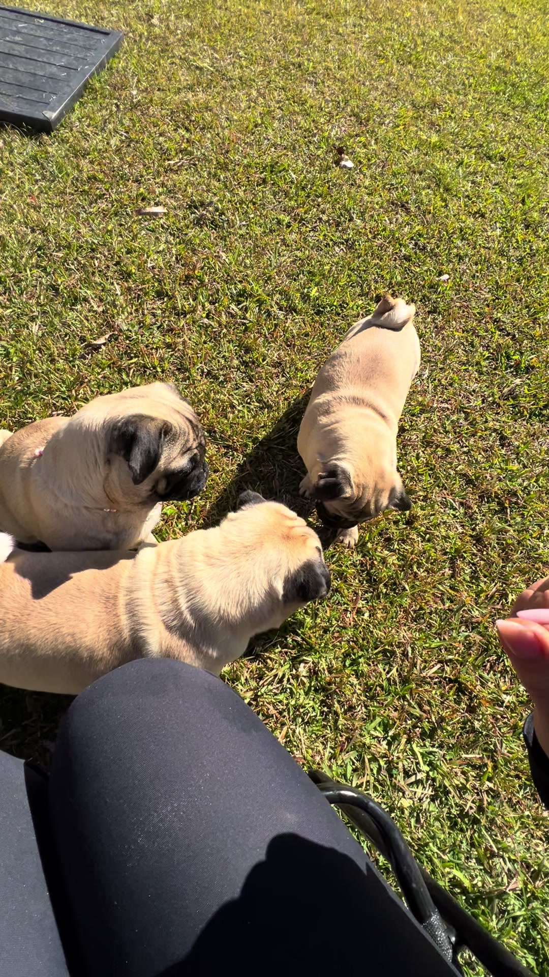 @pugSofyHarry