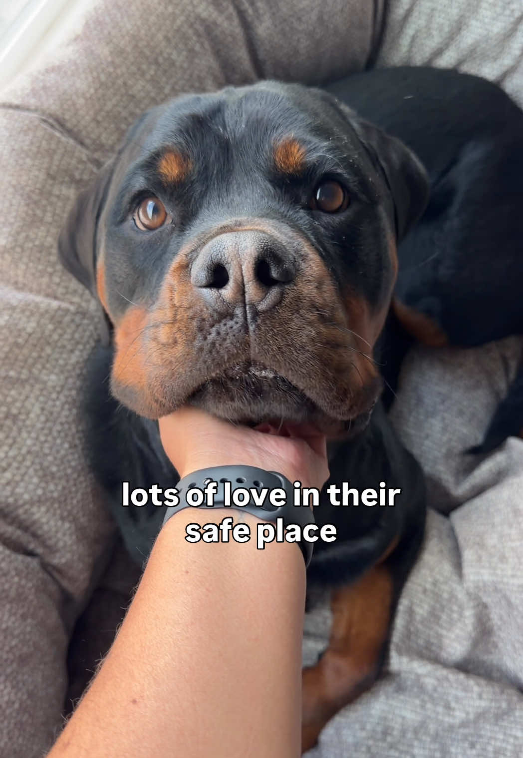 @Rex the Rottweiler