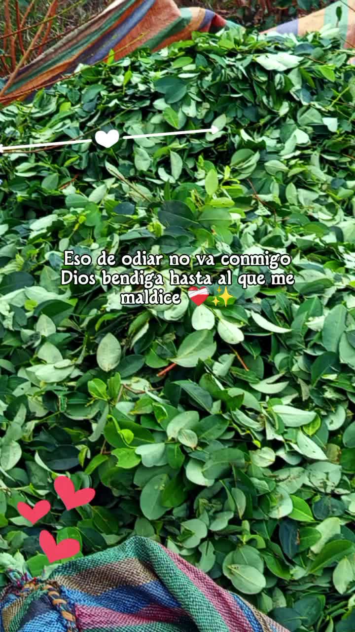 @lisethchaveztoro