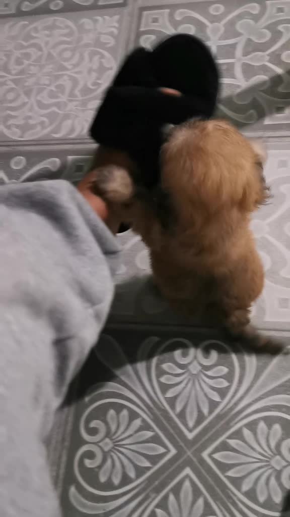 @paraqueveas👁️🐶
