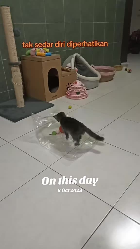 @Omma Kucing 🇲🇾🍉