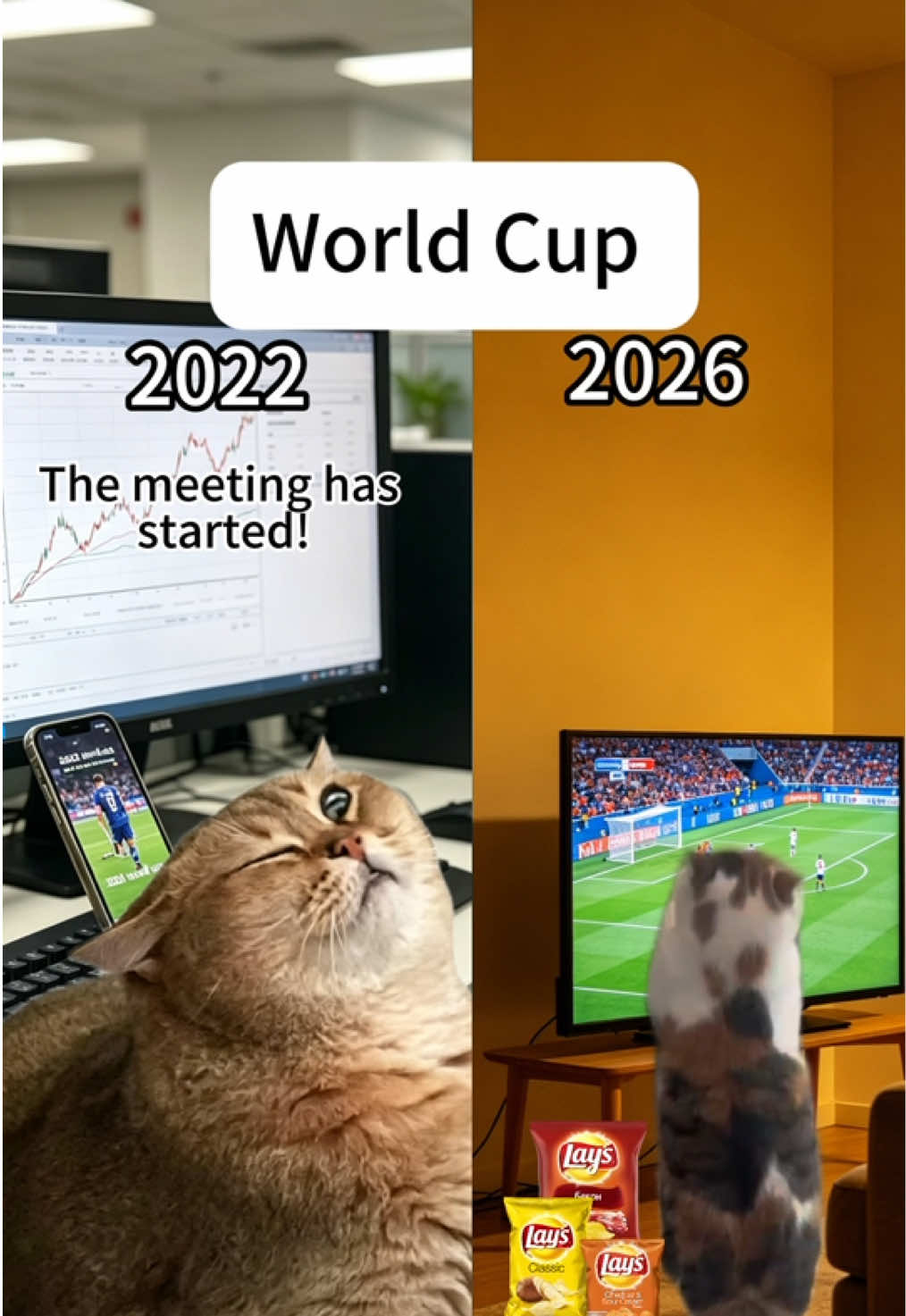 @3 Cats 1 Braincell