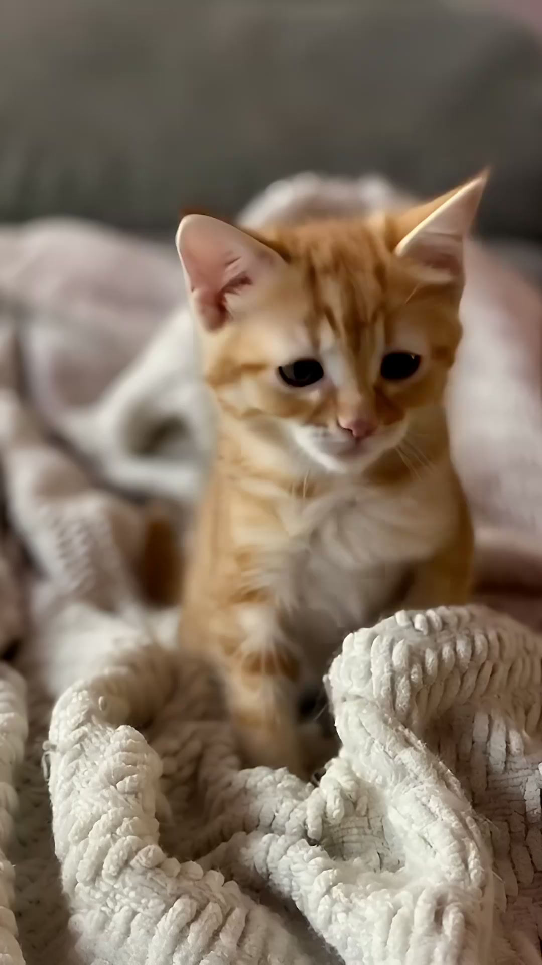 @Cute kitty club 🐱🐱🐱