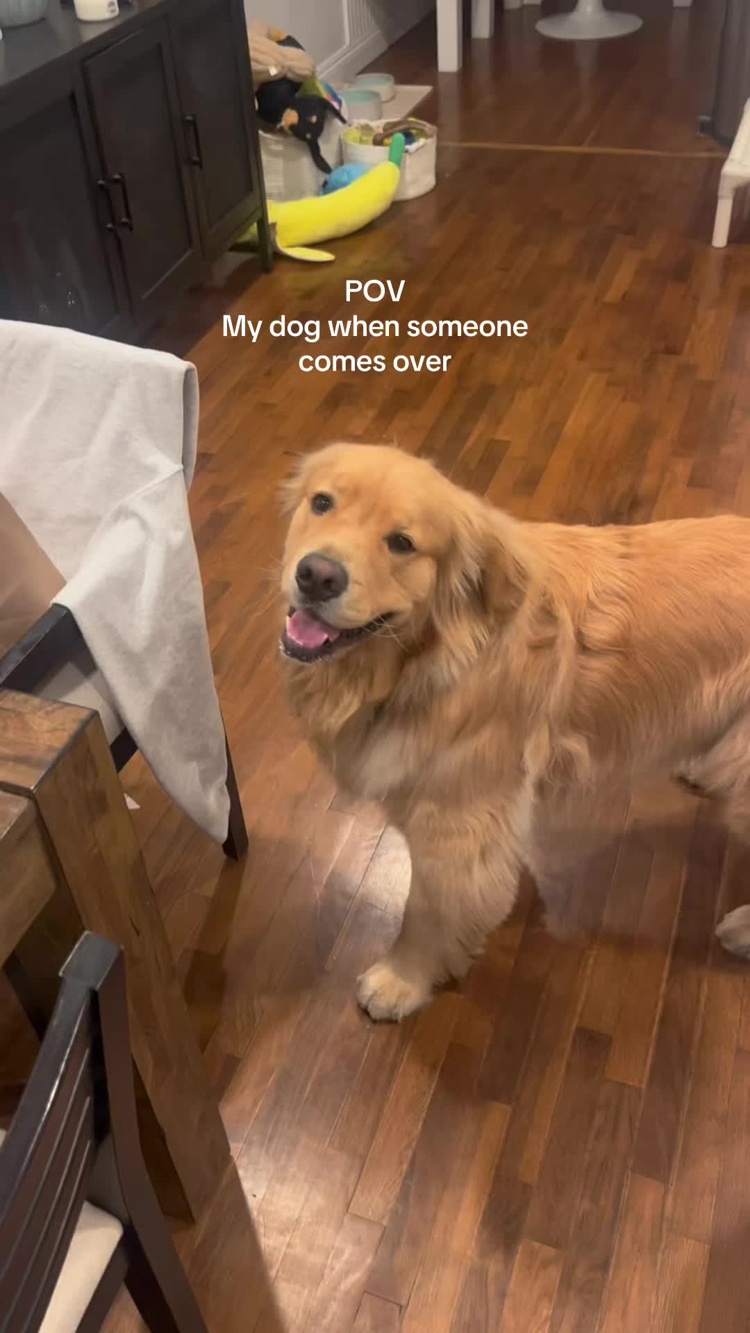 @Zebby The Golden Retriever