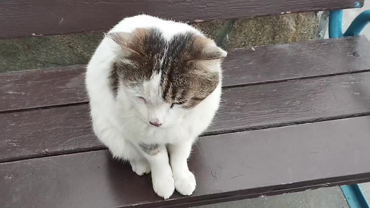 @блогер кича