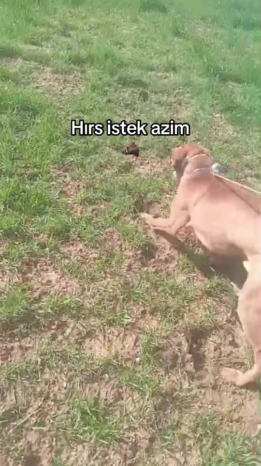 @Nuri