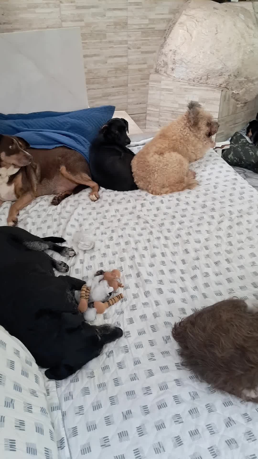 @Ismael e sua AuAuCreche 🐶💖