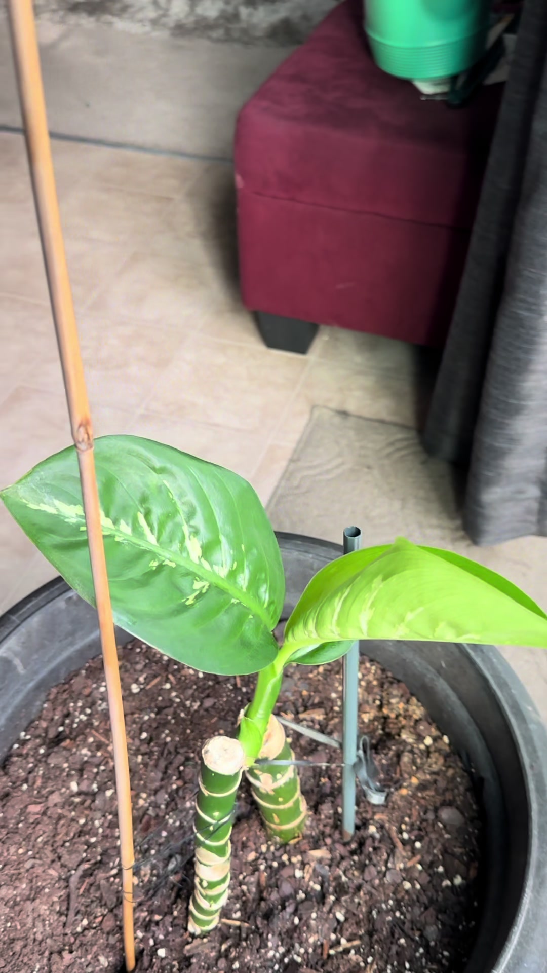 @MoePlantDad