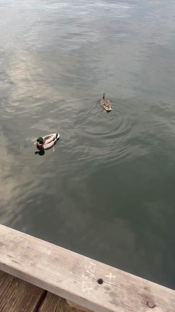 @🦅Carmen Hernández🇬🇹🎣