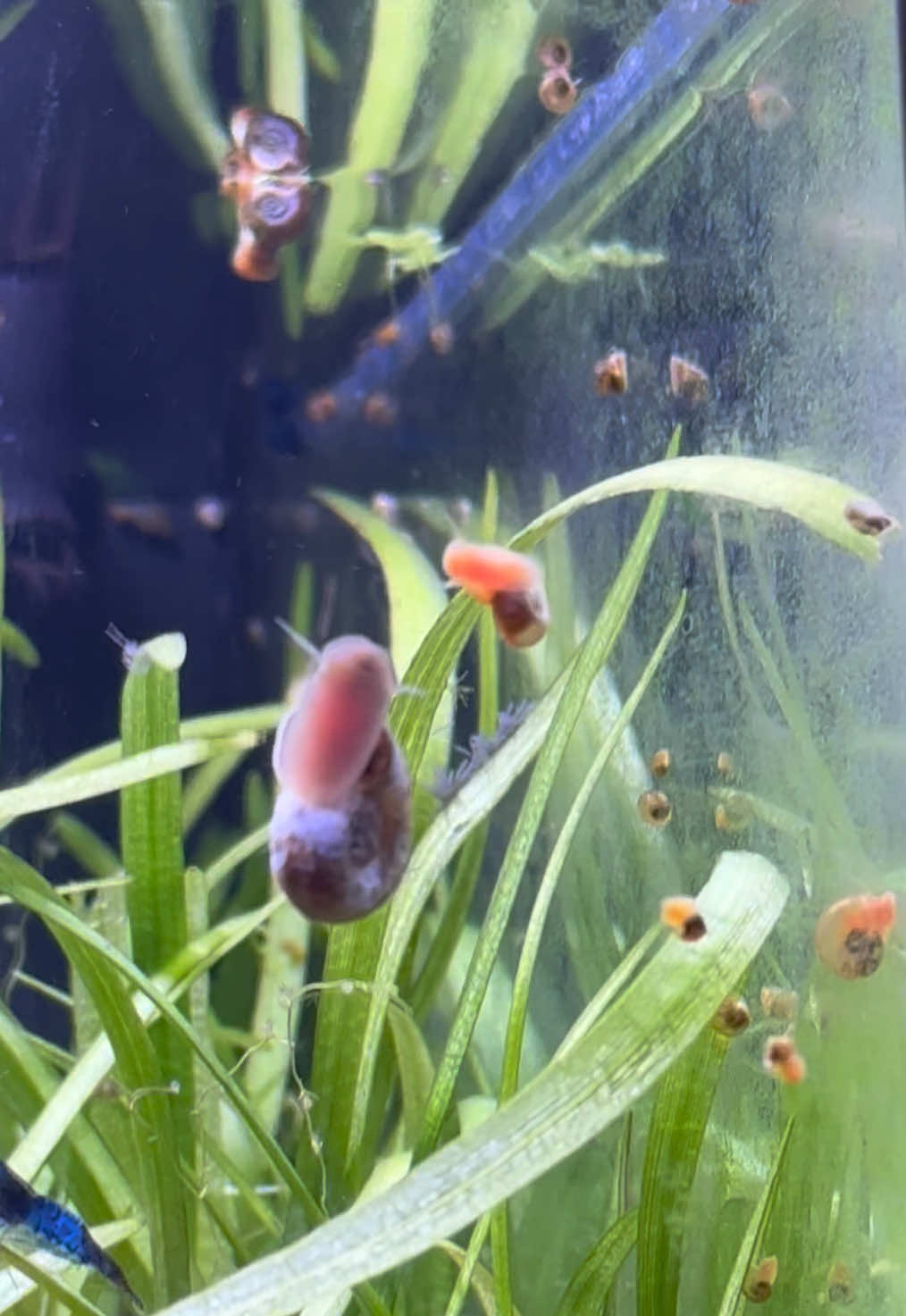 @murderpea🐡