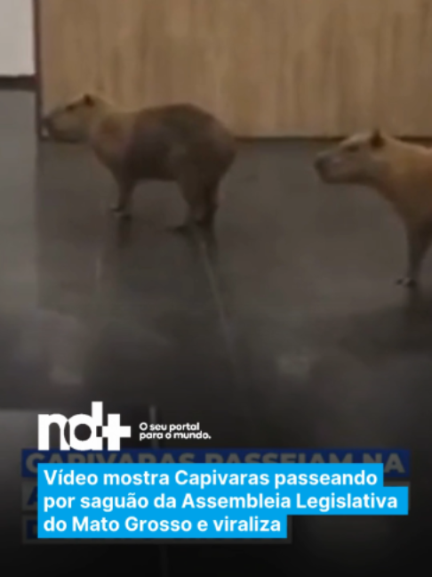 @portalndmais