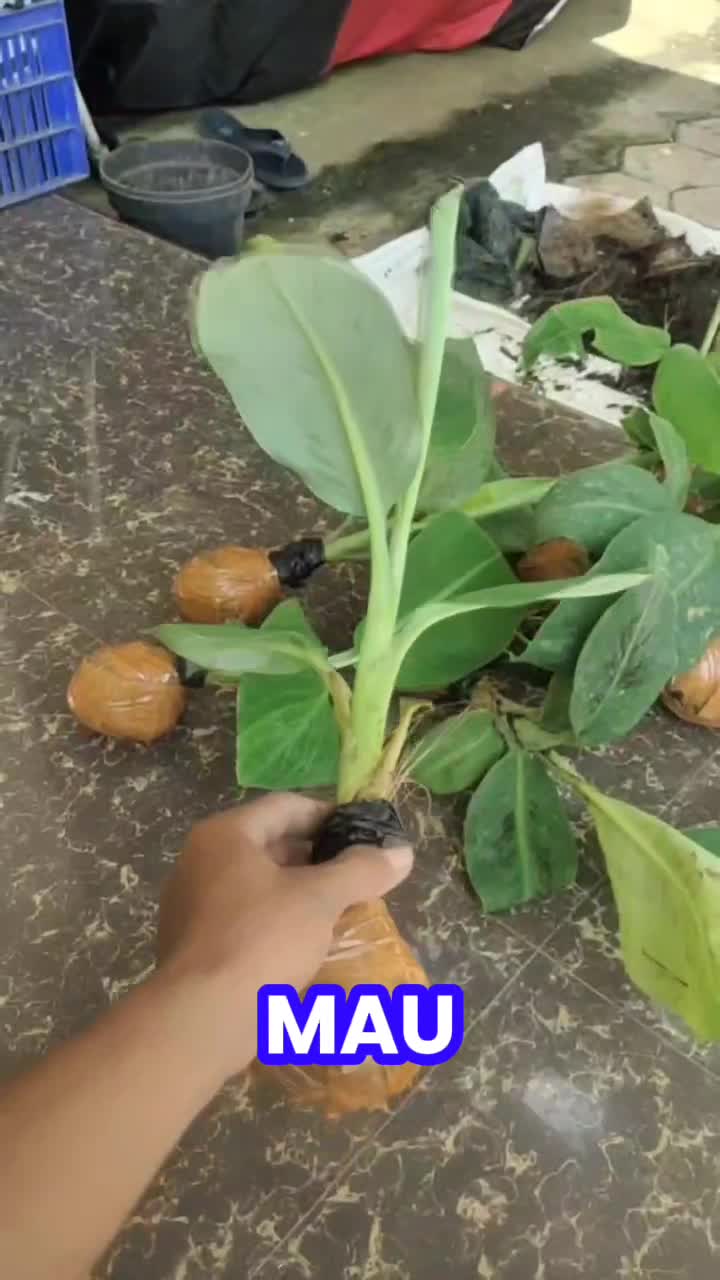 @konga1i