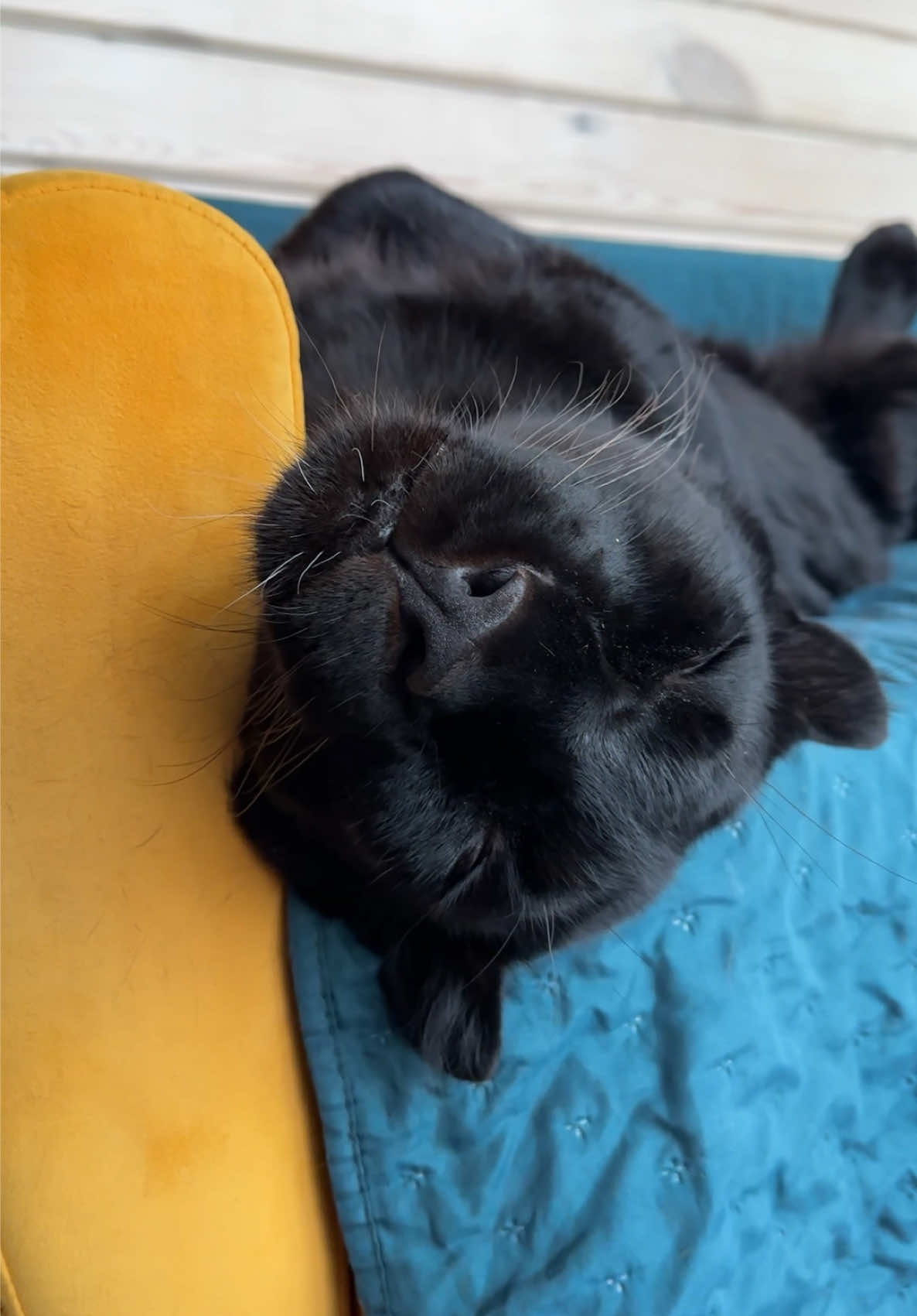 @Luna_the_pantera