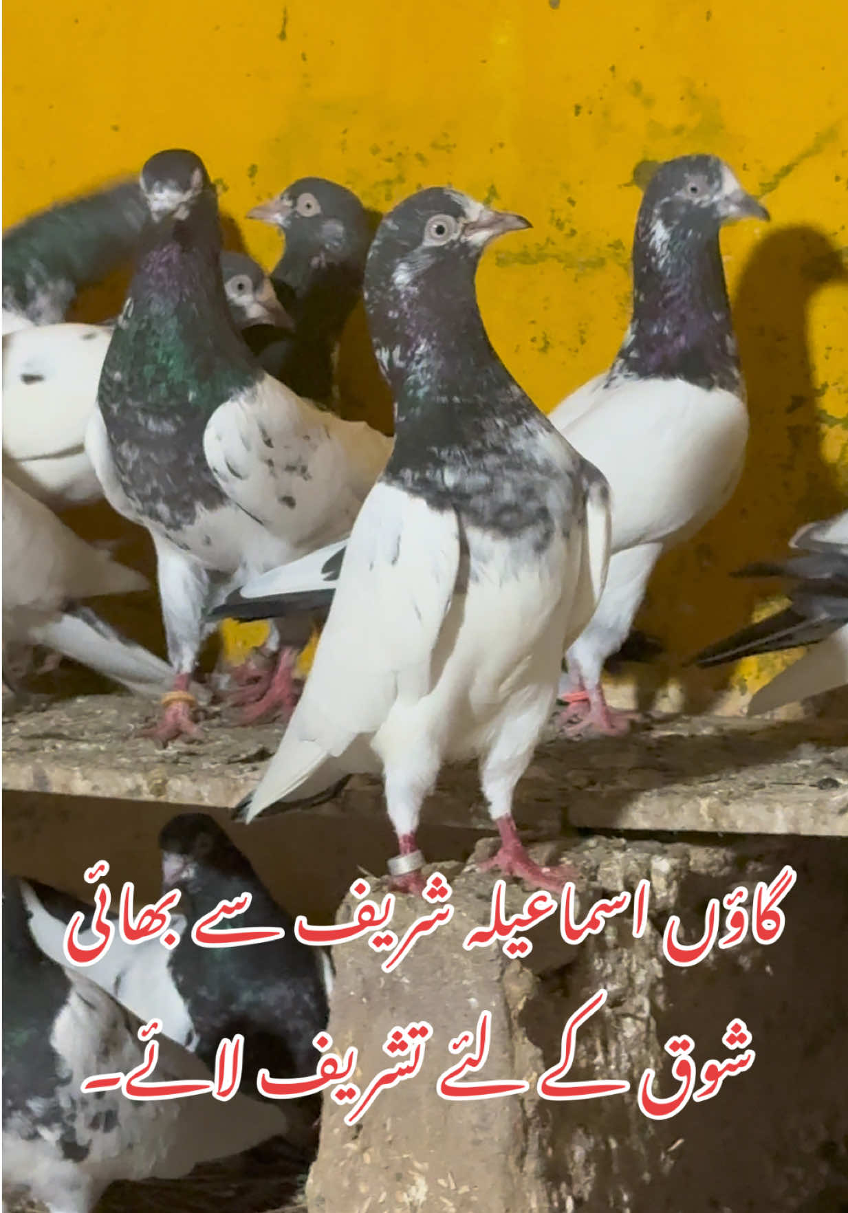 @Aero Pigeons Club