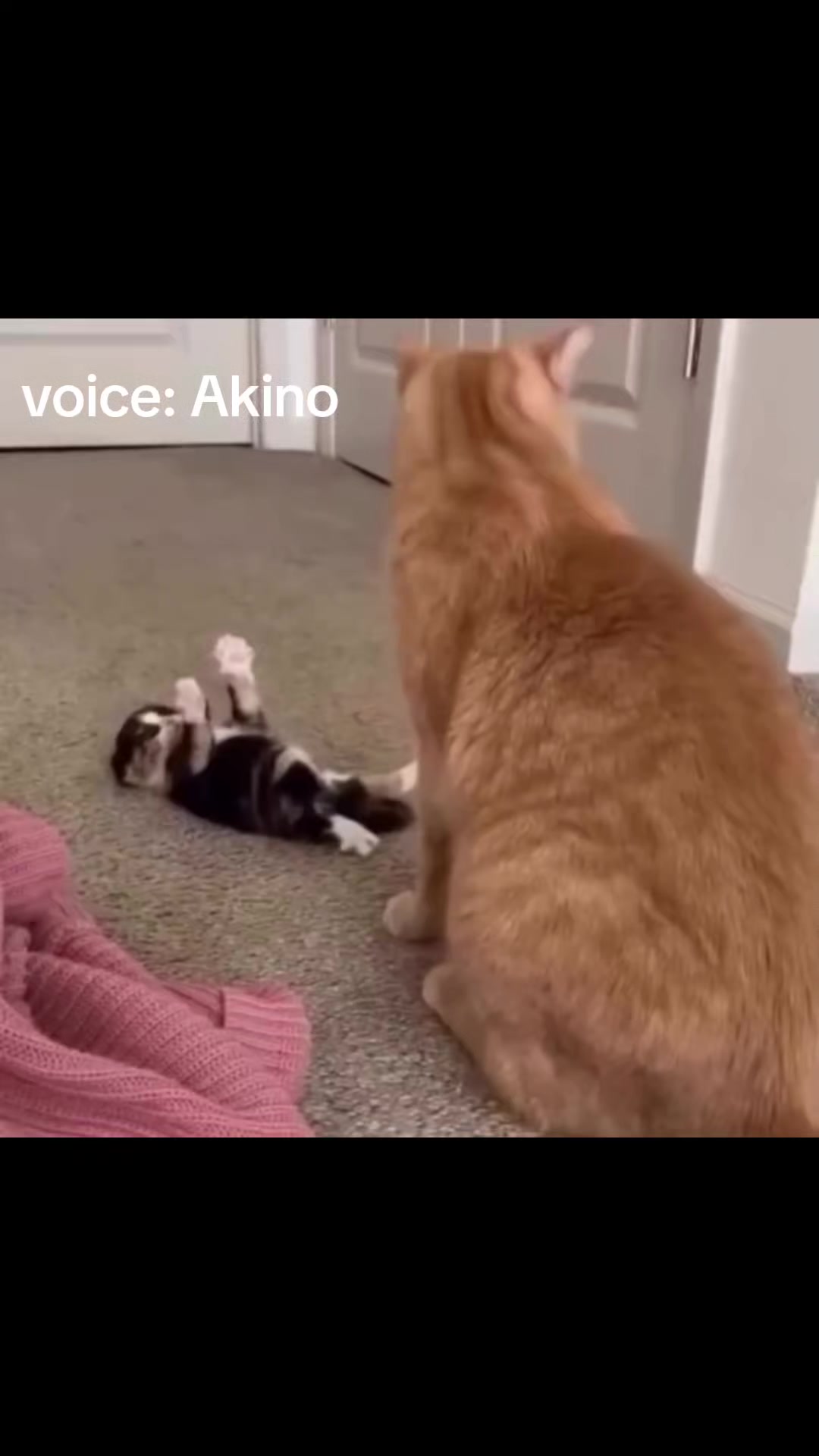 @Akino Shenji