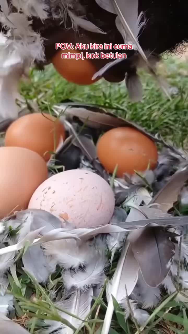@ERICHA_hr