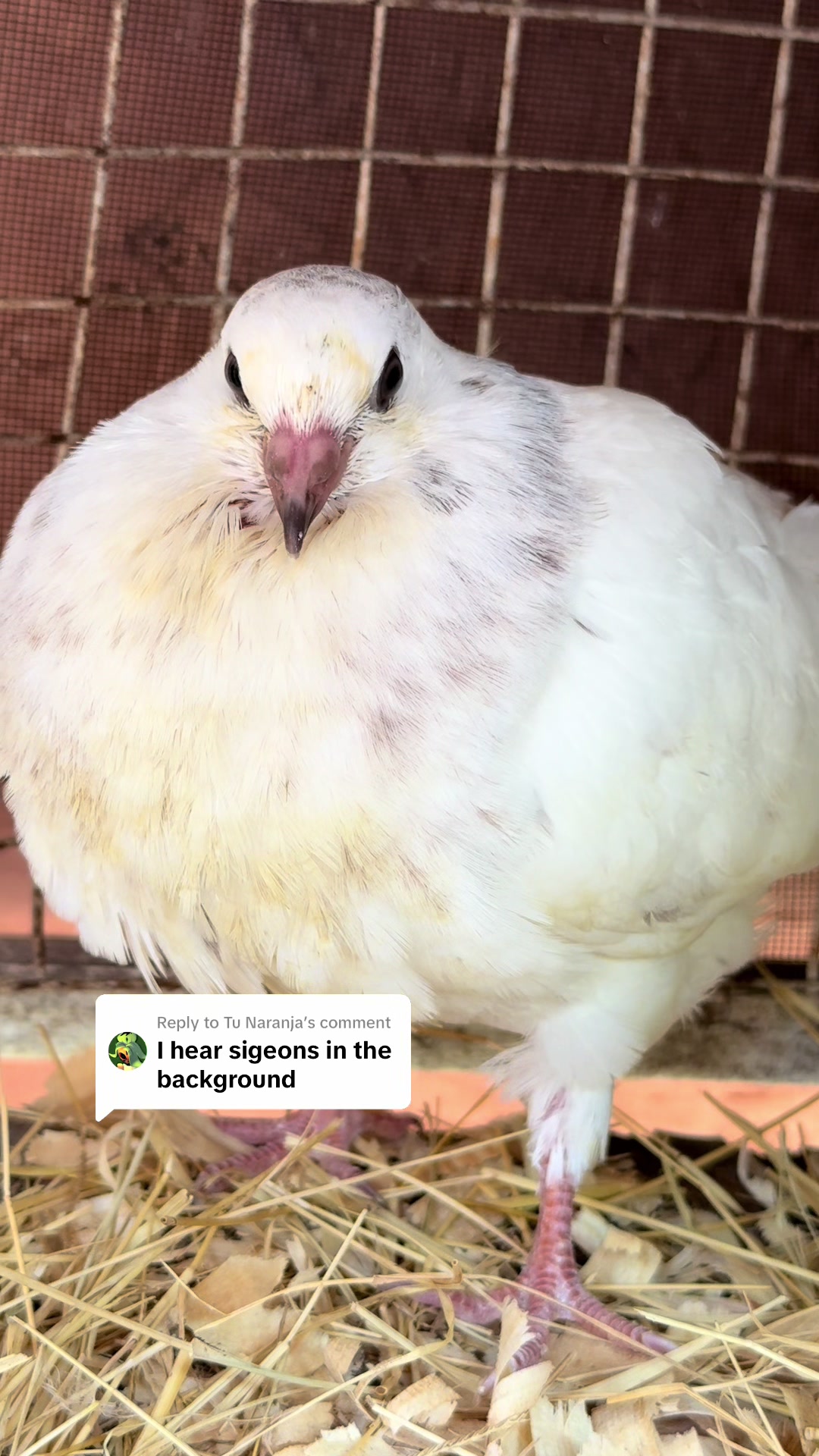 @mylovelychicken