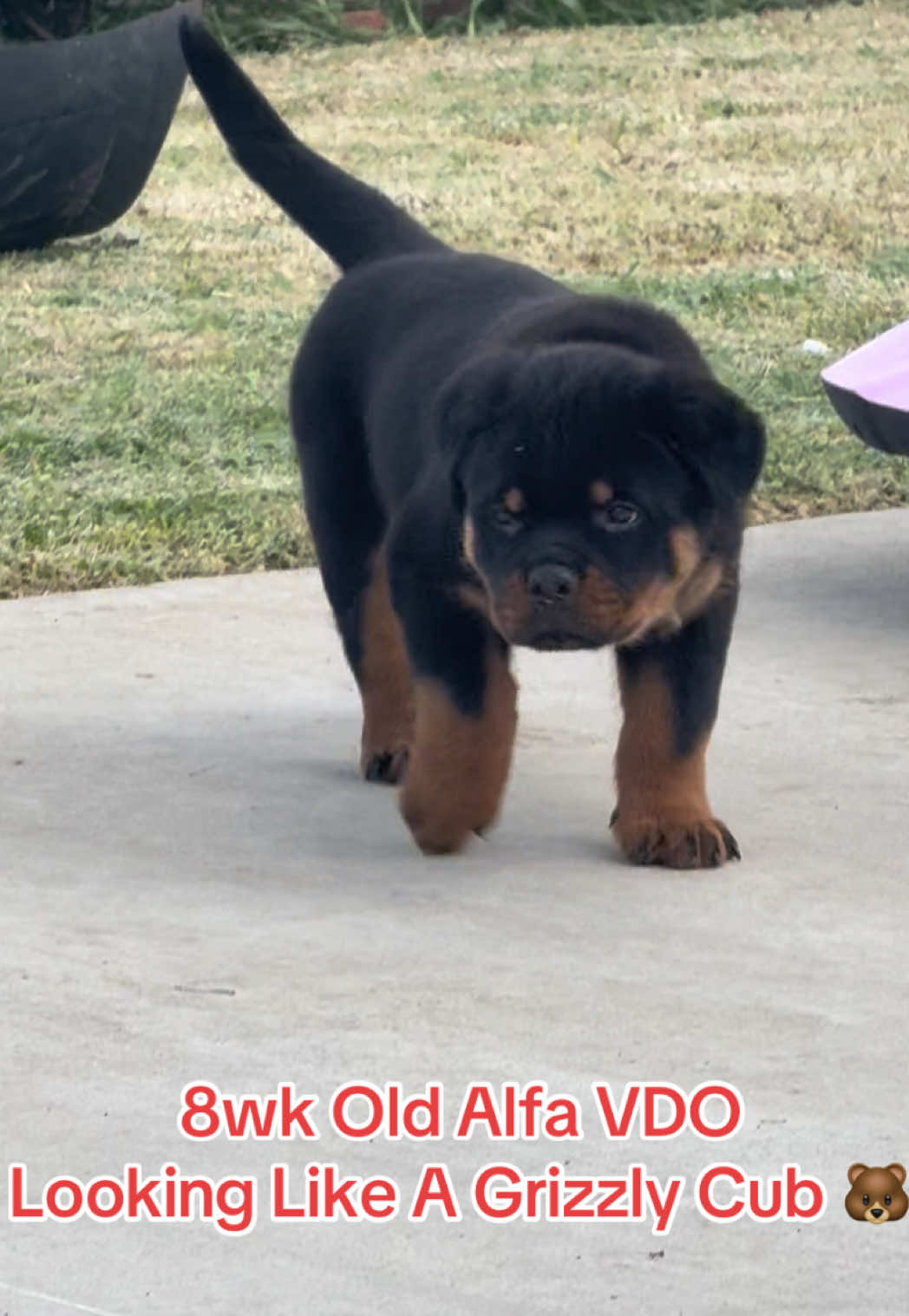 @King Rottweilers Kennel