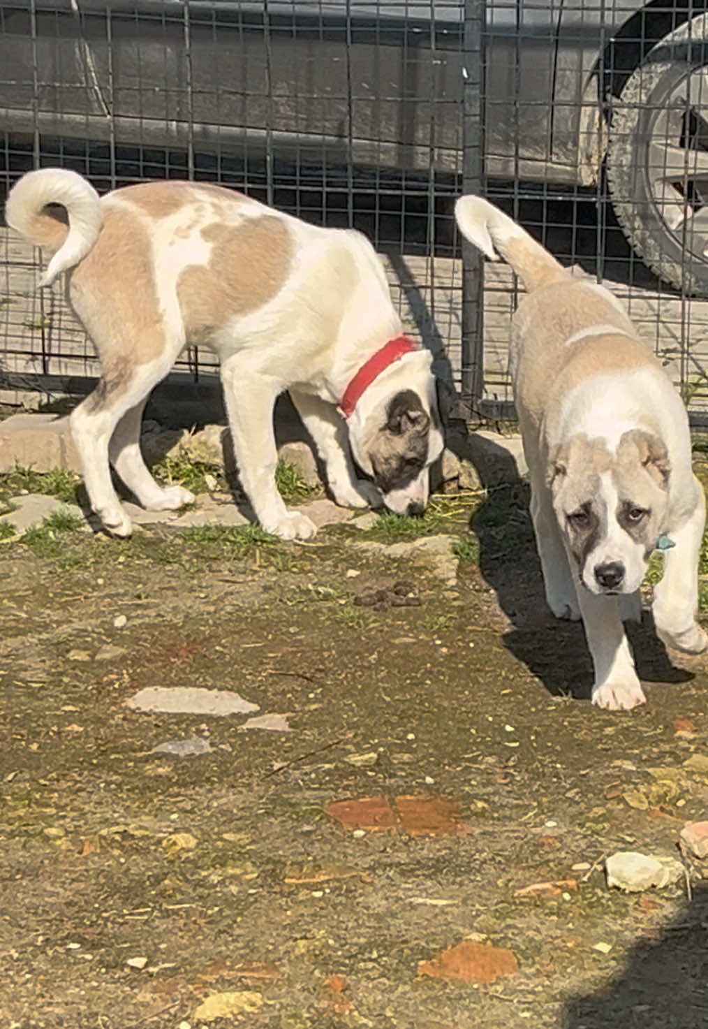 @💥K&ouml;rpe Kennels💥