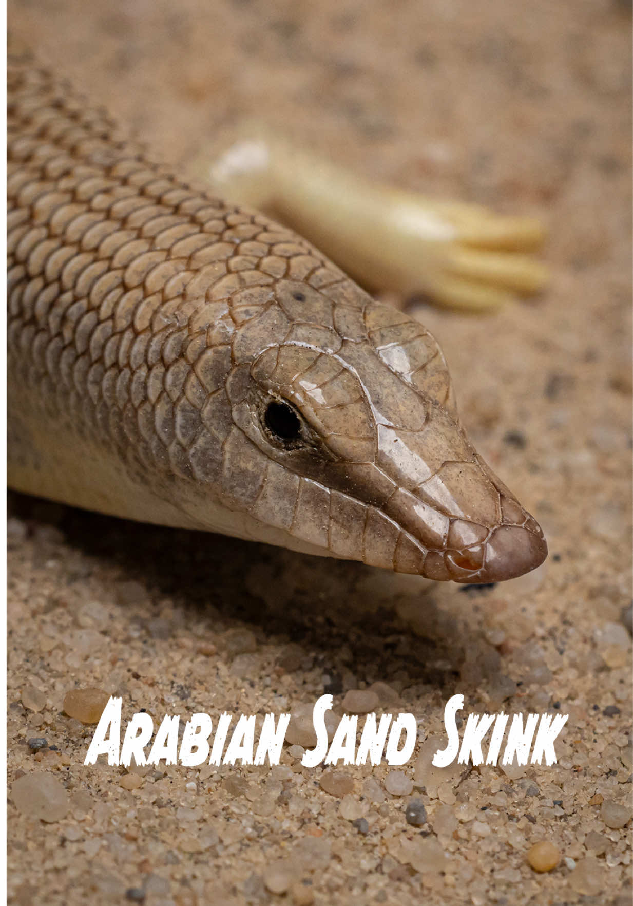 @al_Zaidan