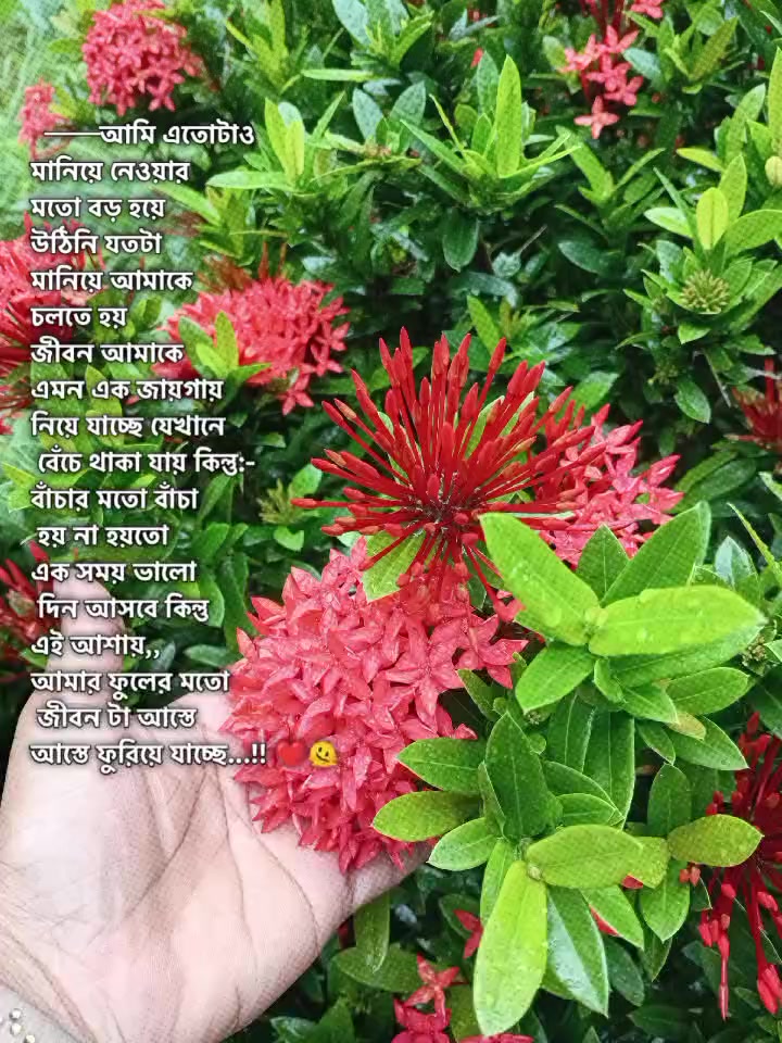 @Lamiya Akthar