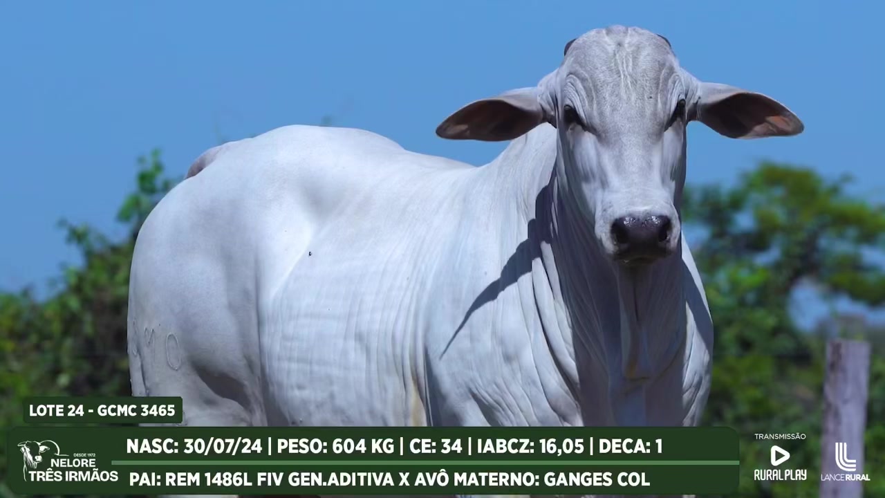 @Grandes_Reprodutores