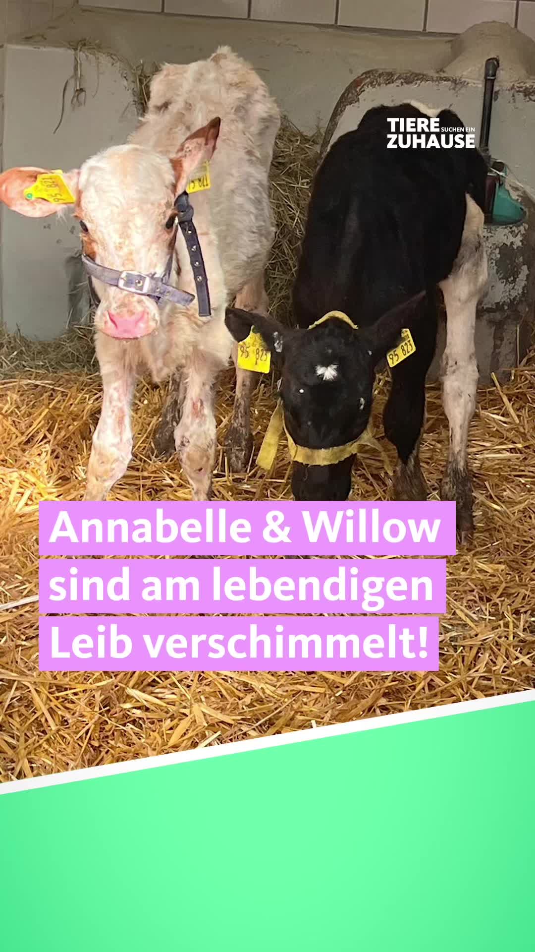 @Tiere suchen ein Zuhause