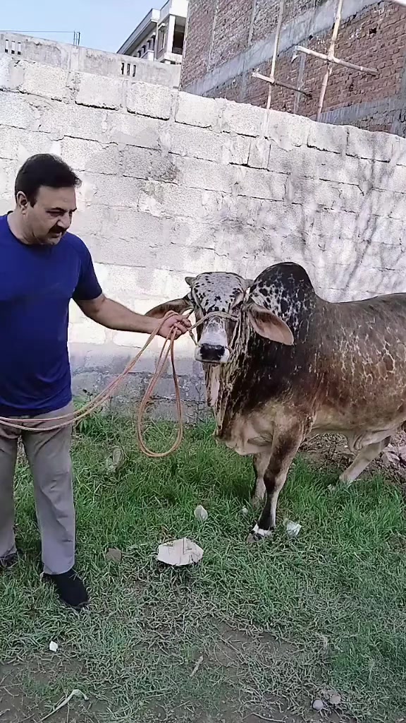 @rashidbutt122🇹🇷