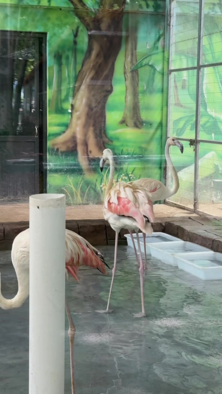 @網上動物