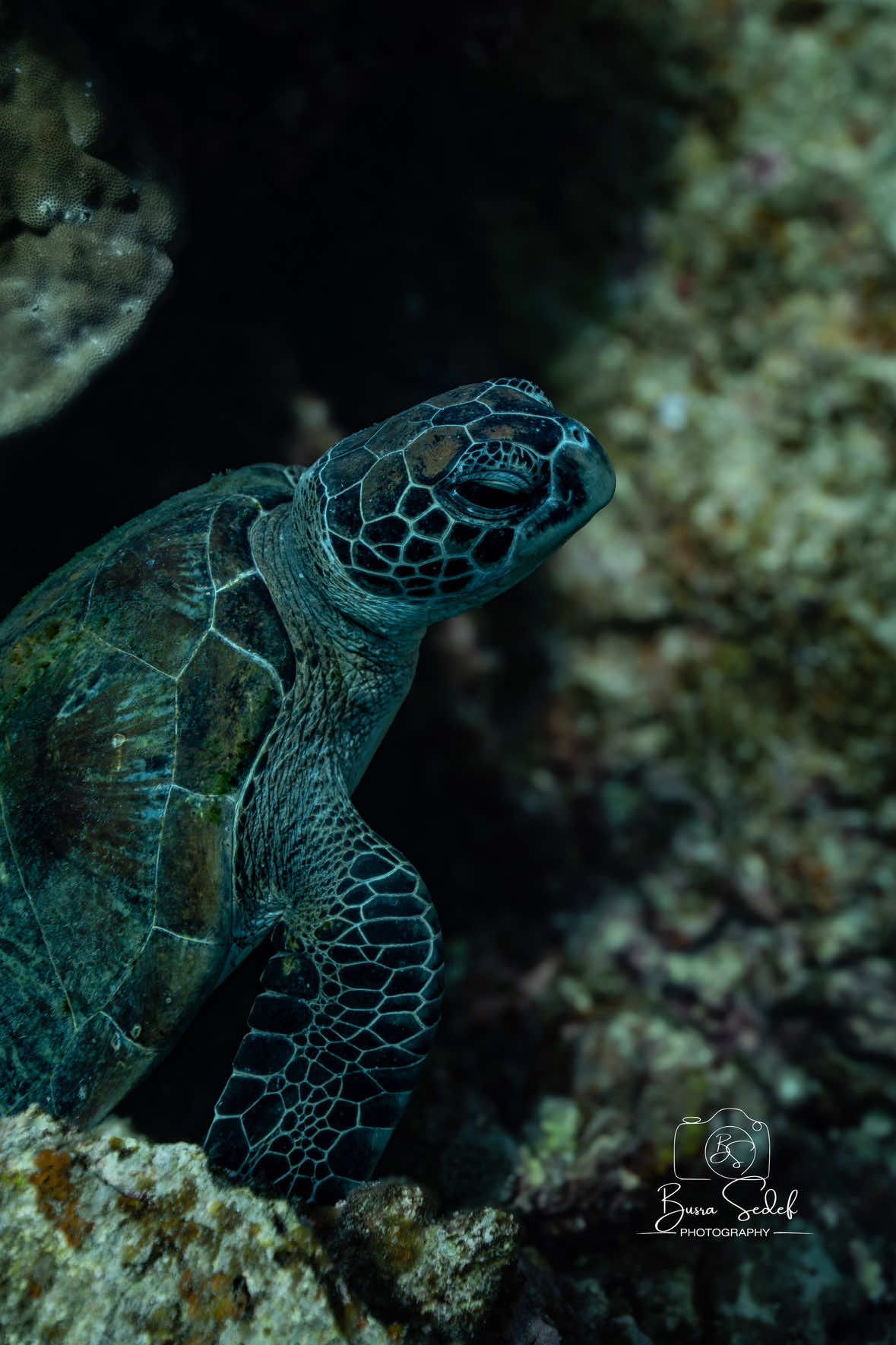 @Buddha View Dive Centre