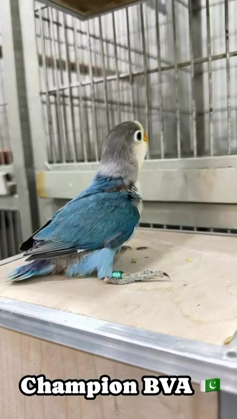 @AdilBirdsFarm