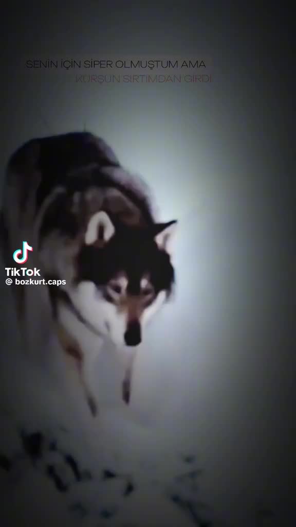 @ᴍᴜʜsɪ̇ɴ ɢᴏ̈ᴋᴀʟ🇹🇷