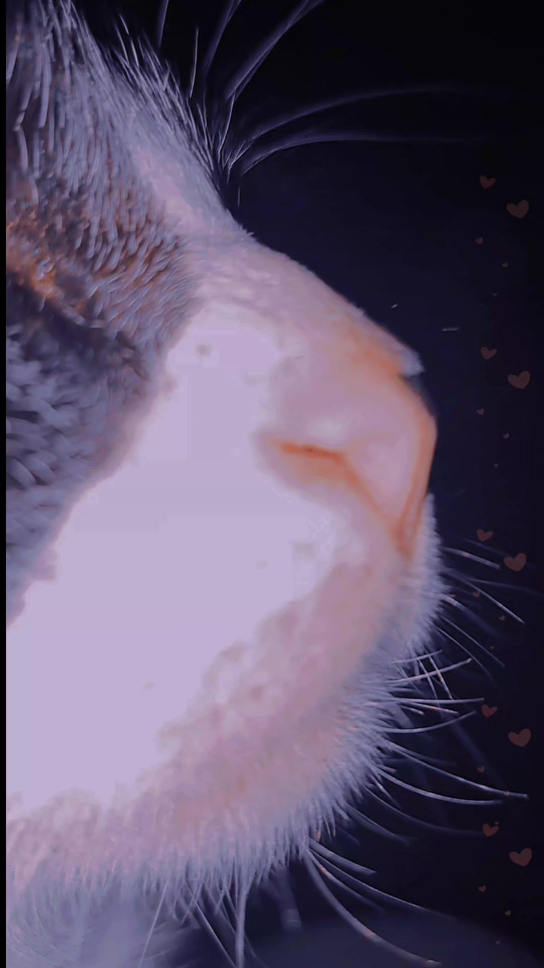 @gato.JIMMY.cat