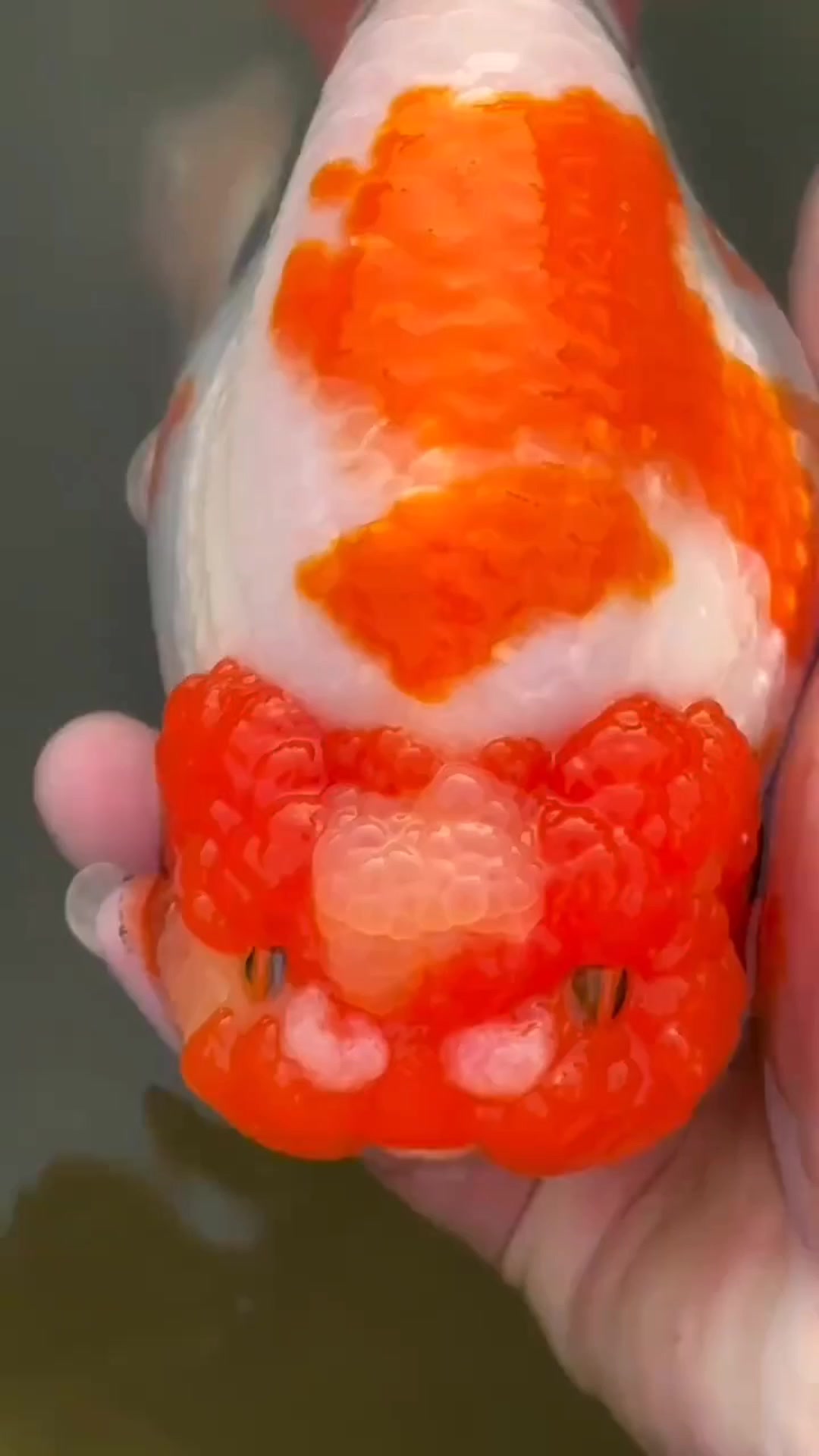 @𝕂𝕚𝕟𝕘 𝔾𝕠𝕝𝕕𝕗𝕚𝕤𝕙 3