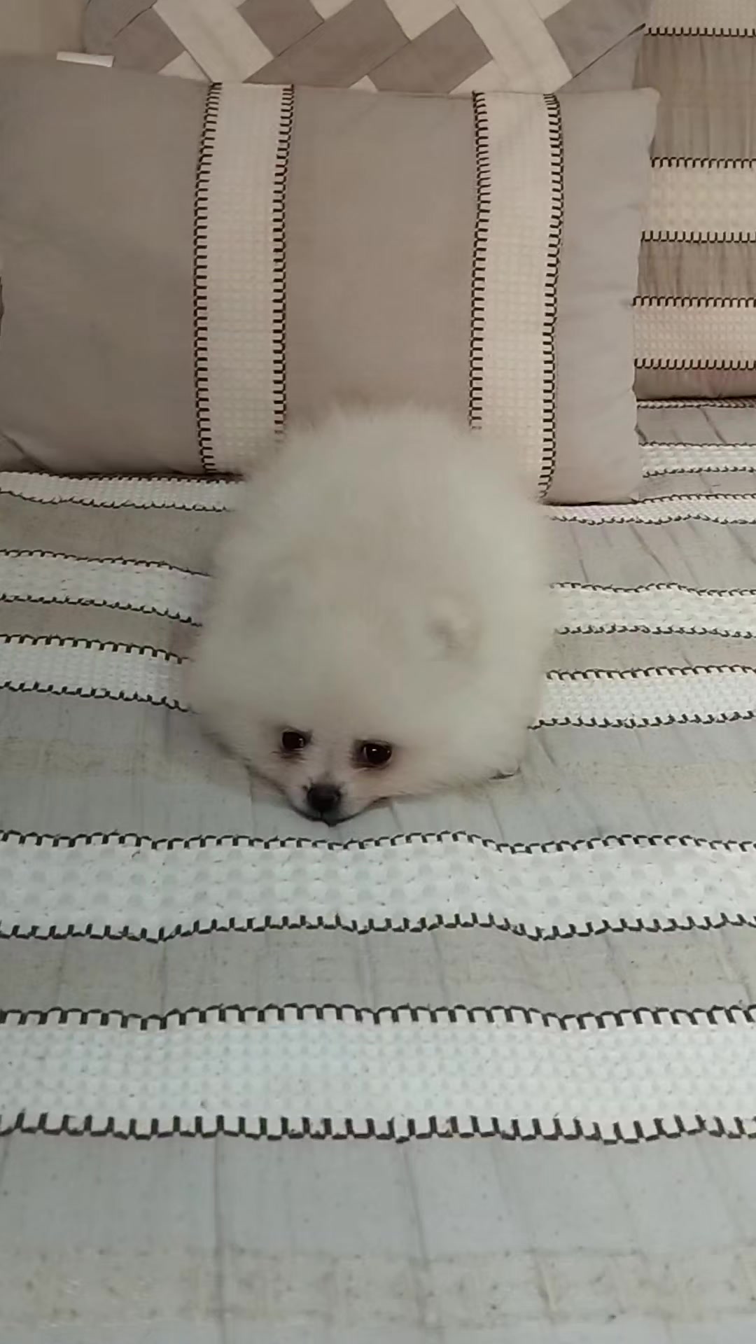 @olimpokennels