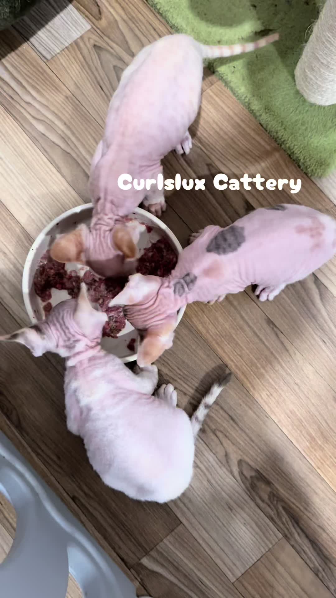 @Curlslux cattery!!🇺🇸