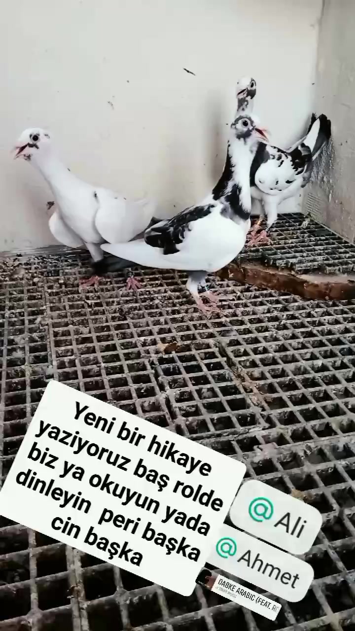 @Burak Günsüz